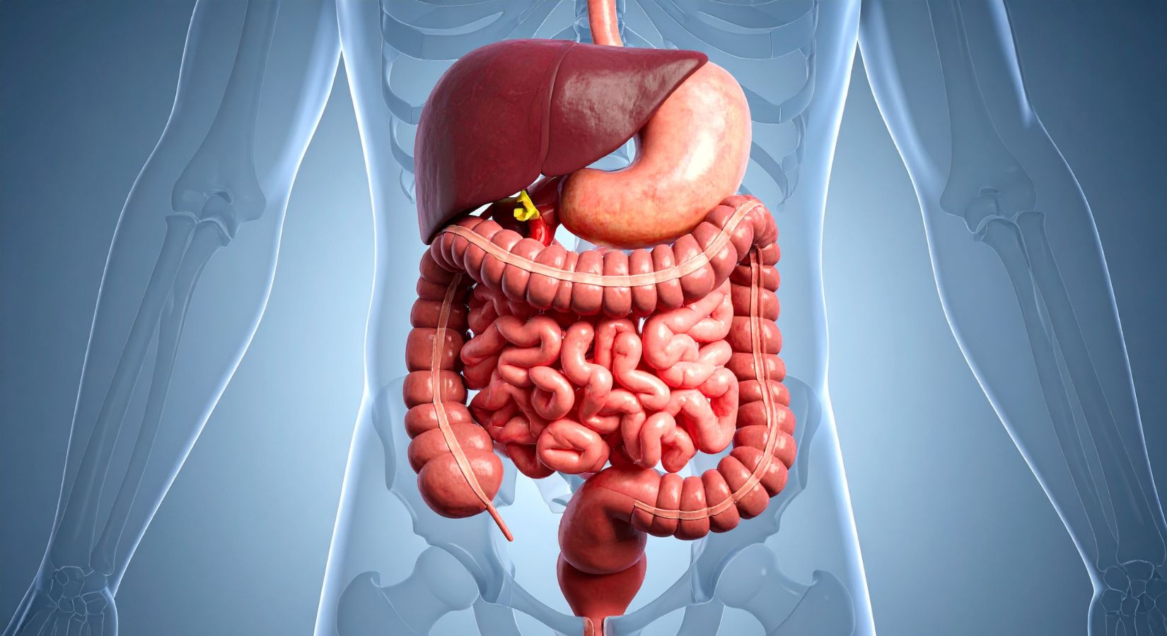Gut Health: The Untapped Power Behind Modern Masculinity - insidefitnessmag.com