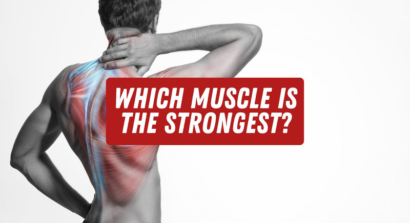 Which Muscle Is the Strongest? - insidefitnessmag.com